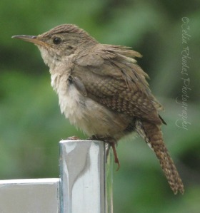 Ruffled Feathers, Watermark      Nuthin' But Wrens June 23 2014 004