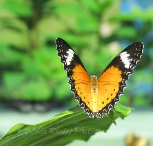 Gold & Black Butterfly, Crop, Watermark       Vacation Photos I July 2014 366