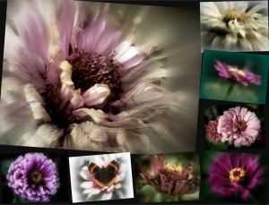 8 Images, Zinnias, K12               Ribbet collage